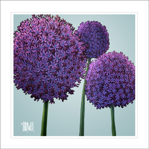 Alliums