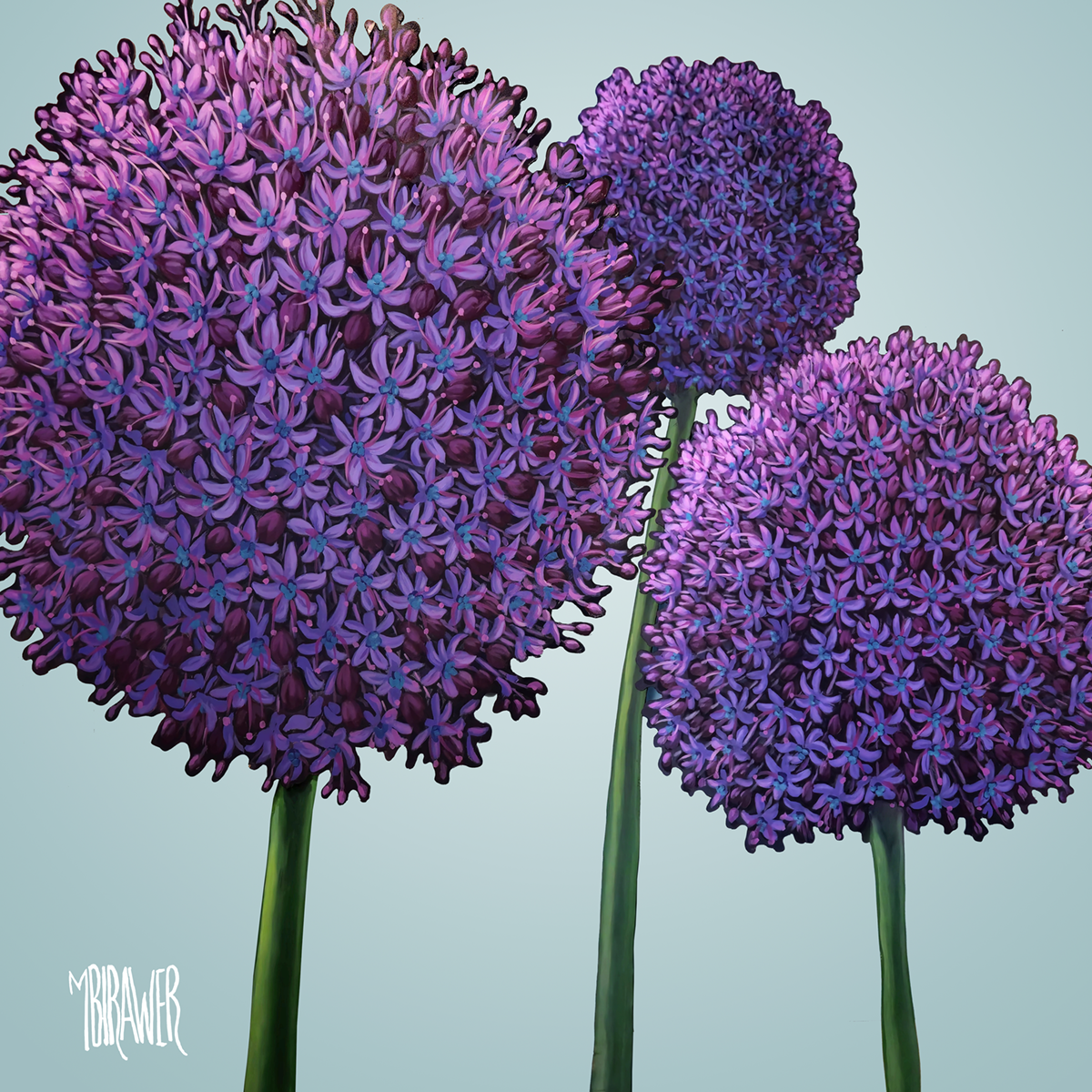 Alliums