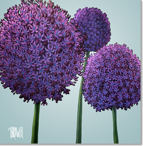 Alliums