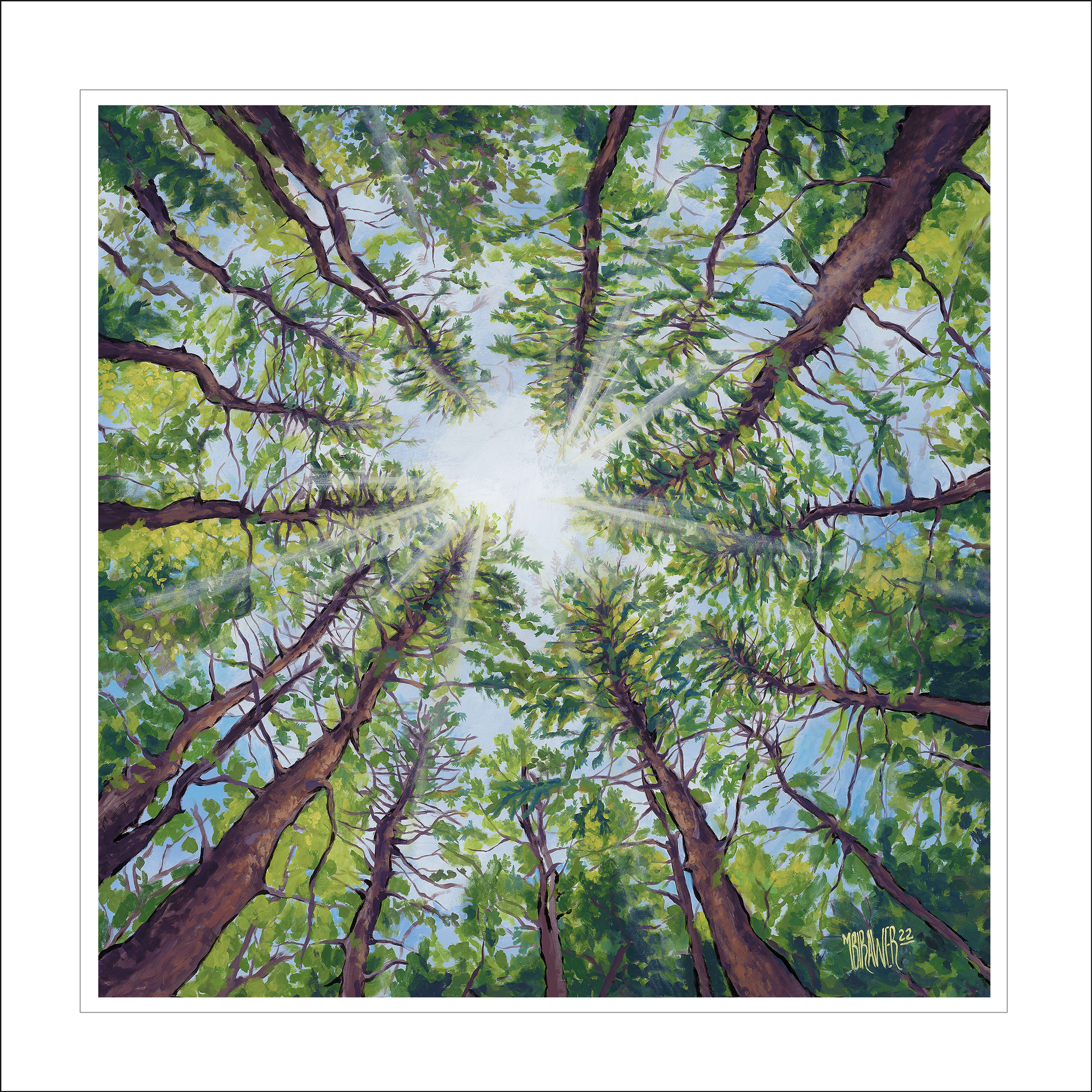 Forest Canopy - Bainbridge Island